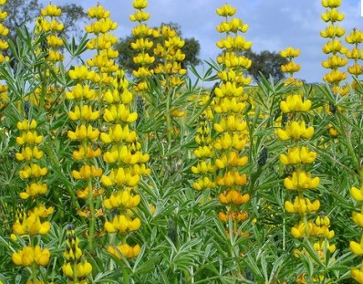 Yellow Lupine seed